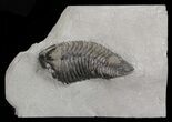 Trimerus Trilobite - Rochester Shale, New York #68105-1